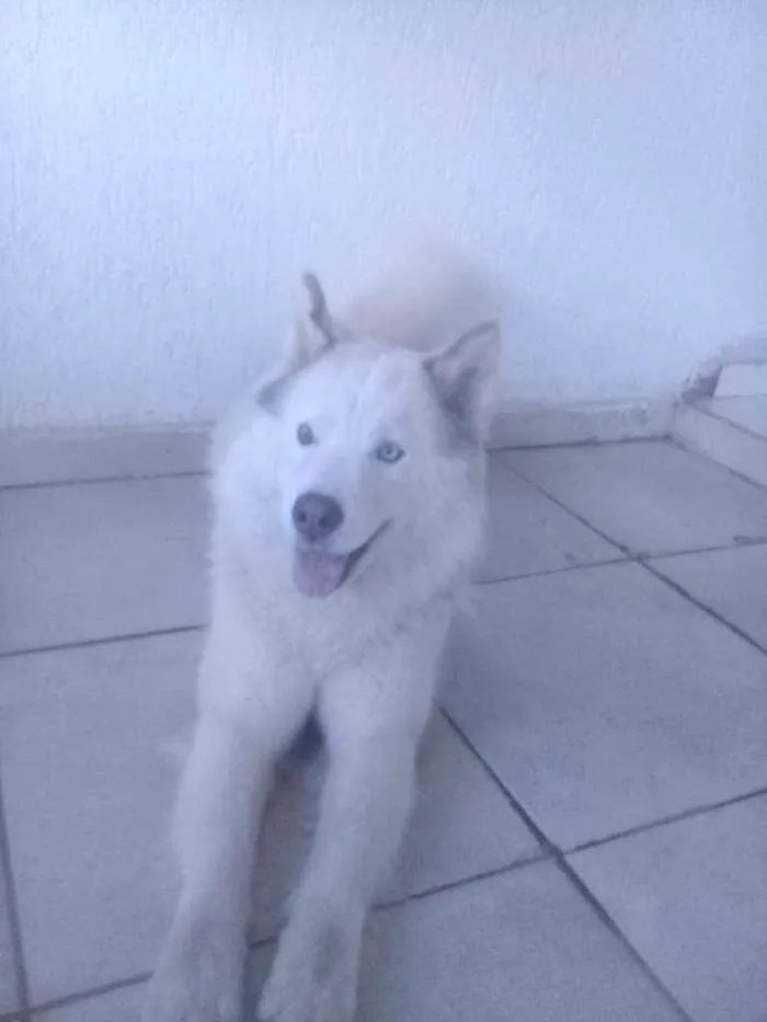 Cachorro ra a Husky siberiano idade 1 ano nome Duk