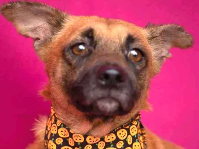 Cachorro ra a SRD idade 3 anos nome Palmira 