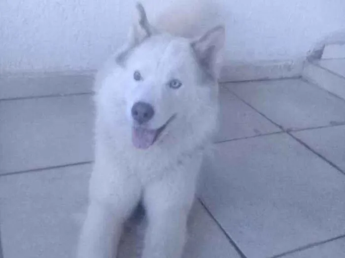 Cachorro ra a Husky siberiano idade 1 ano nome Duk