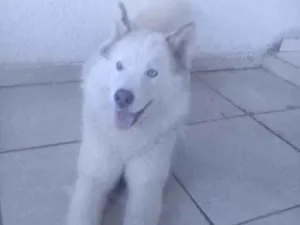 Cachorro raça Husky siberiano idade 1 ano nome Duk