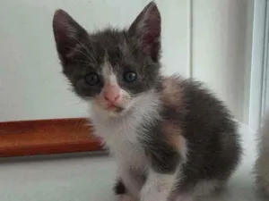 Gato raça SRD idade Abaixo de 2 meses nome Sara