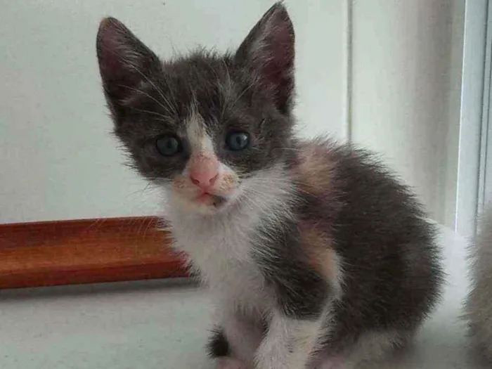 Gato ra a SRD idade Abaixo de 2 meses nome Sara