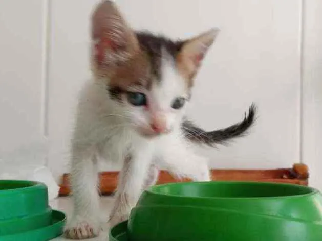 Gato ra a SRD idade Abaixo de 2 meses nome Jack