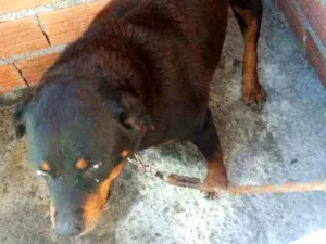Cachorro raça Rotweiler  idade 5 anos nome Shena