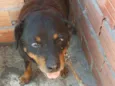 Shena