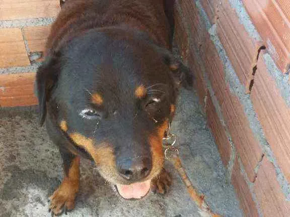 Cachorro raça Rotweiler  idade 5 anos nome Shena