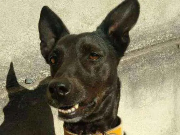 Cachorro raça Vira lata idade 6 ou mais anos nome Madonna