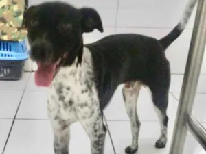 Cachorro raça SRD-ViraLata idade 1 ano nome Théo