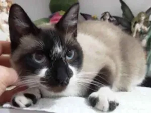 Gato raça Siamês com vira-lata  idade 7 a 11 meses nome Rafinha bb lindo 