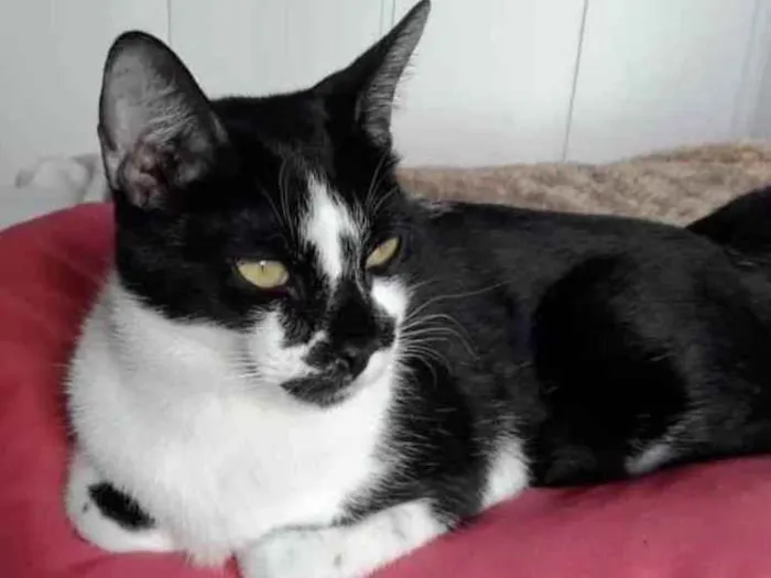 Gato ra a Srd idade 7 a 11 meses nome Shift lindo demais