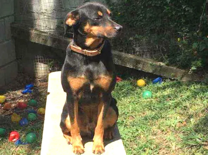 Cachorro ra a Sem raça definida idade 4 anos nome Batman