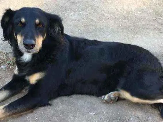 Cachorro ra a Sem raça definida idade 4 anos nome Batom