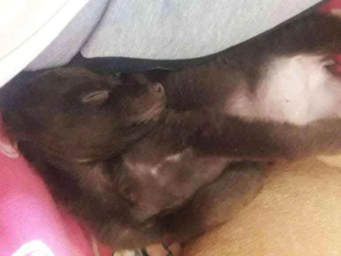 Cachorro ra a Vira lata idade 2 a 6 meses nome Não tem