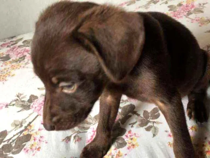 Cachorro ra a Vira lata idade 2 a 6 meses nome Não tem