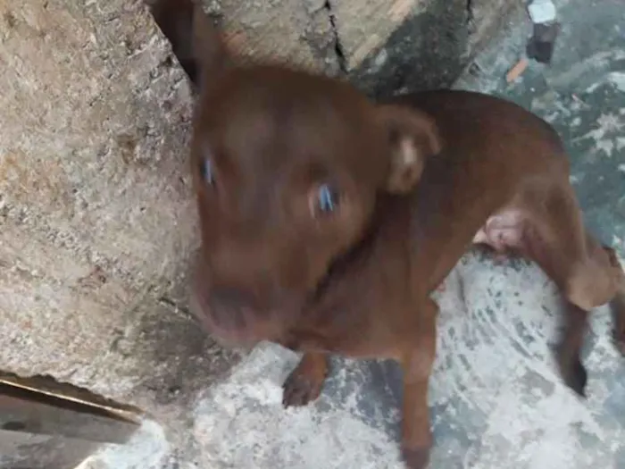 Cachorro ra a Vira lata idade 3 anos nome Penut