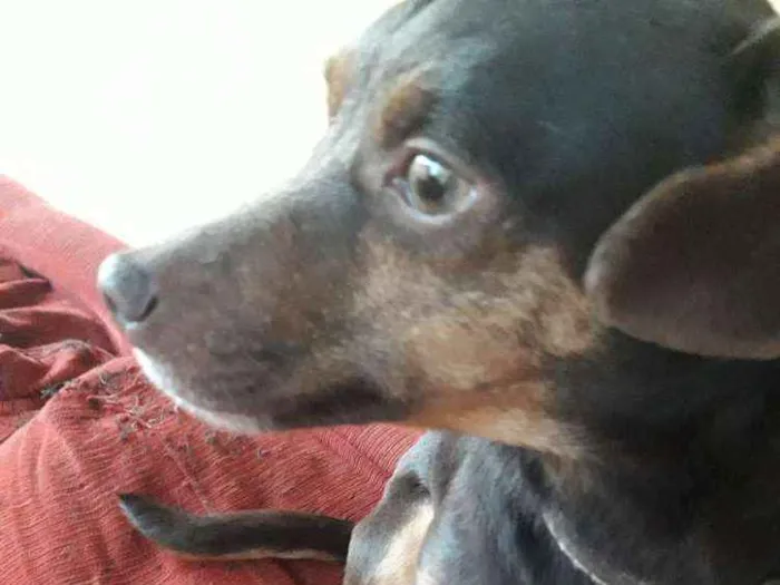 Cachorro ra a Vira lata idade 3 anos nome Titiu