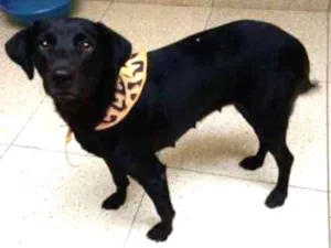 Cachorro raça SRD-ViraLata idade 1 ano nome VICKY