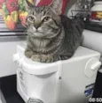 Gatonet
