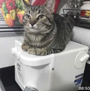 Gato raça Indefinida idade 2 anos nome Gatonet