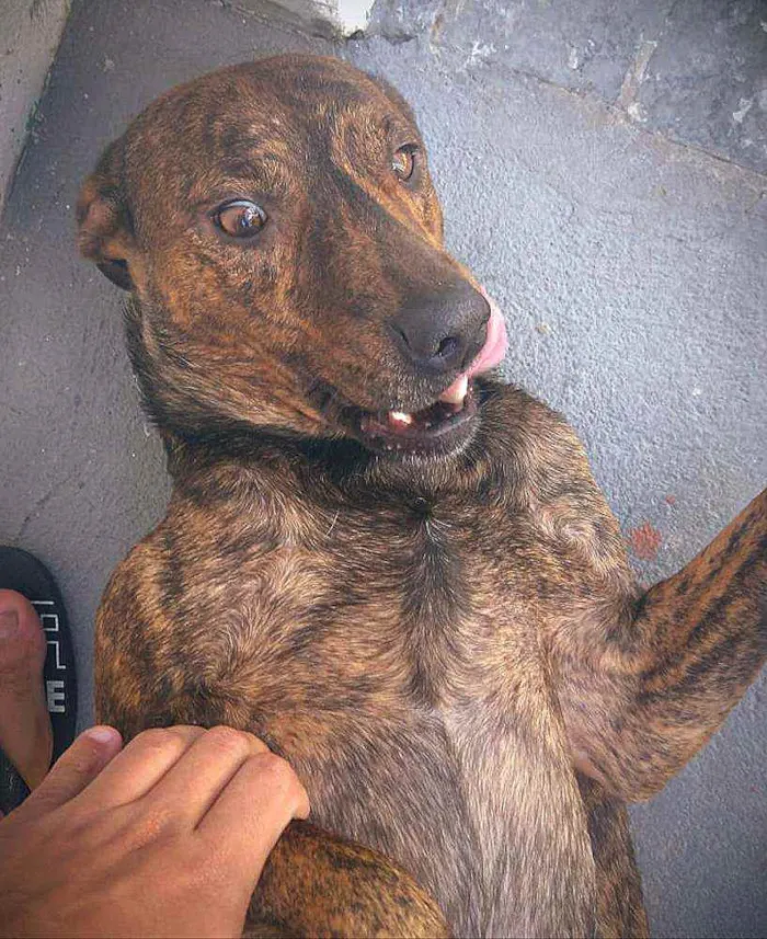 Cachorro ra a Srd idade 2 anos nome Felipe