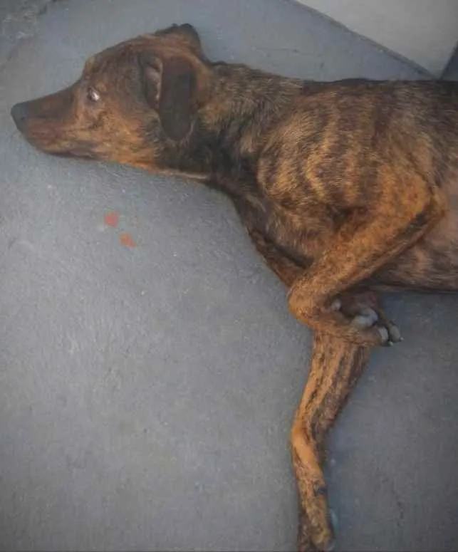 Cachorro ra a Srd idade 2 anos nome Felipe
