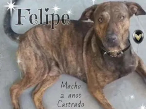 Cachorro raça Srd idade 2 anos nome Felipe
