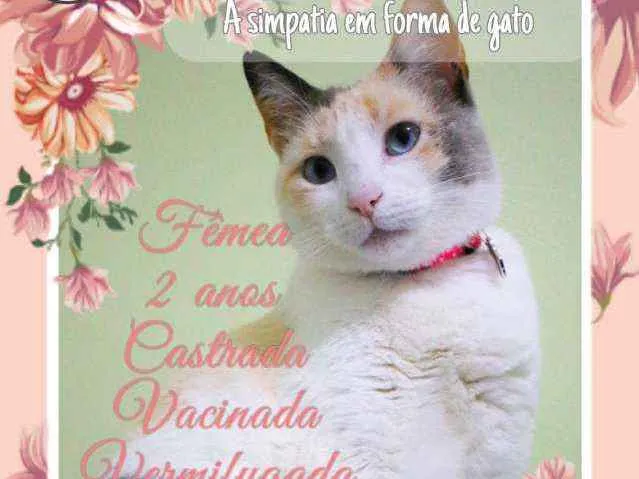 Gato ra a SRD idade 2 anos nome Clarinha