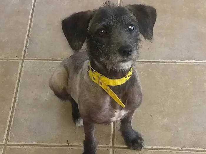 Cachorro ra a Mestiço poodle idade 1 ano nome Thaty