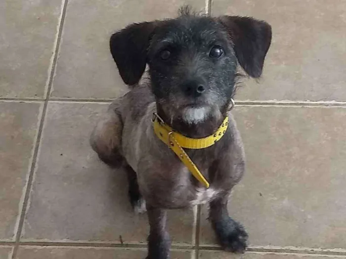 Cachorro ra a Mestiço poodle idade 1 ano nome Thaty