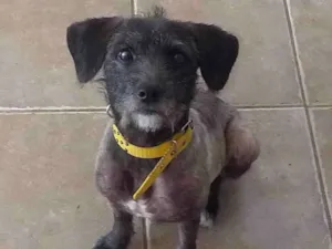 Cachorro raça Mestiço poodle idade 1 ano nome Thaty