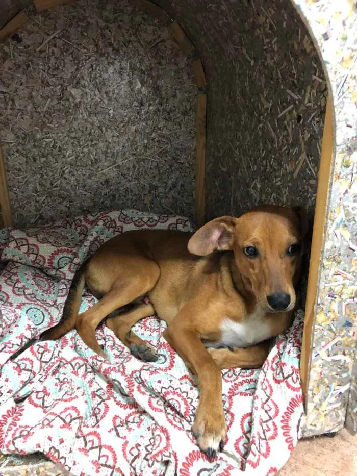 Cachorro raça SRD idade 1 ano nome MC Dogão
