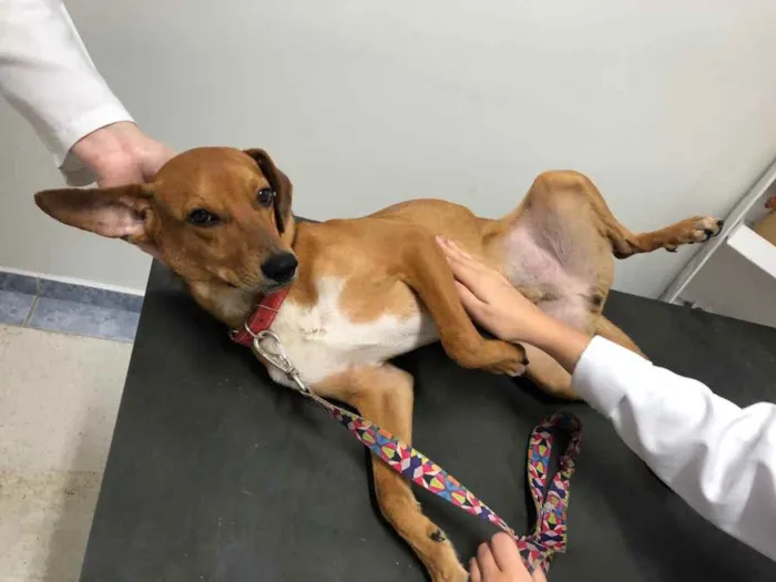 Cachorro raça SRD idade 1 ano nome MC Dogão