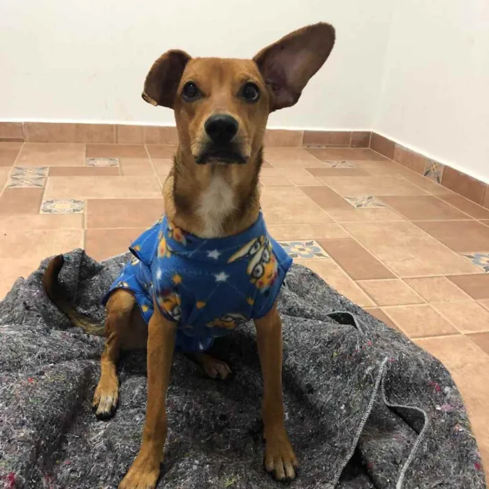 Cachorro raça SRD idade 1 ano nome MC Dogão