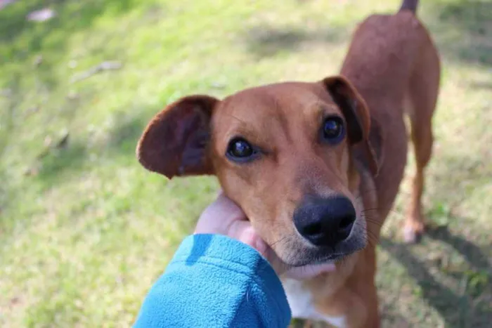 Cachorro raça SRD idade 1 ano nome MC Dogão