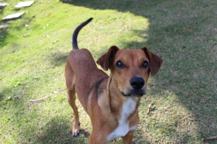 Cachorro raça SRD idade 1 ano nome MC Dogão