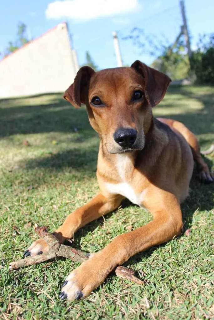 Cachorro raça SRD idade 1 ano nome MC Dogão