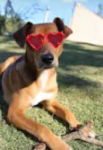 MC Dogão