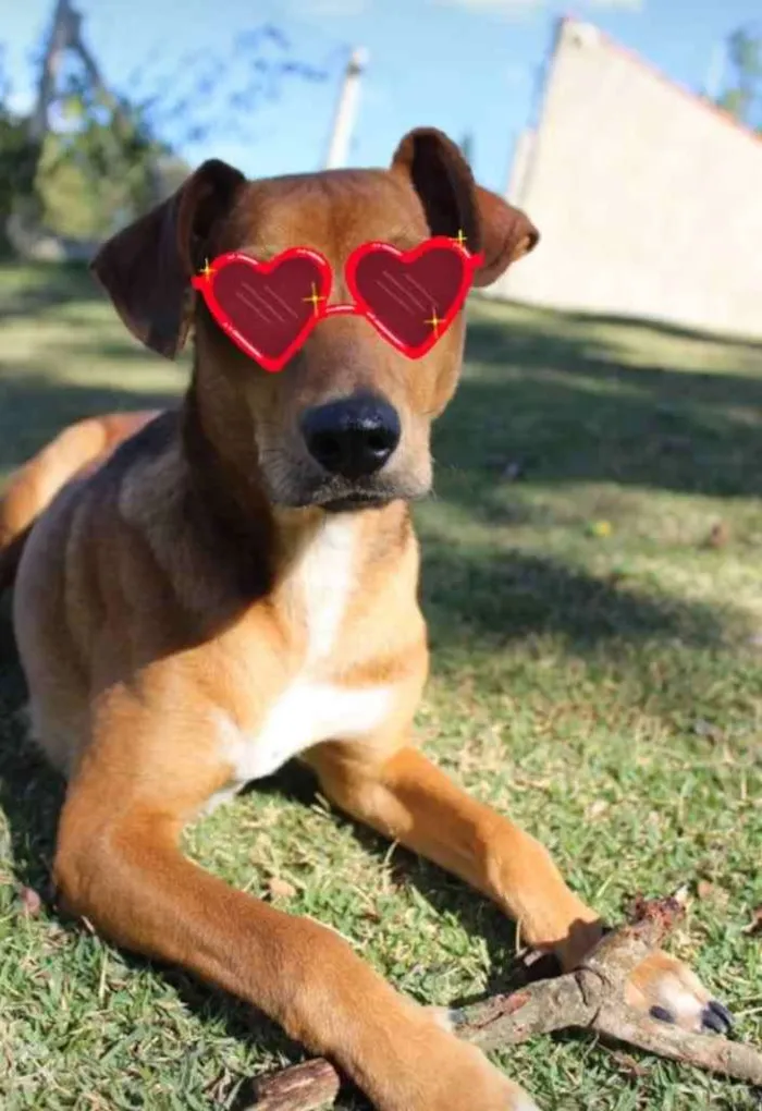 Cachorro raça SRD idade 1 ano nome MC Dogão