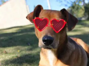Cachorro raça SRD idade 1 ano nome MC Dogão