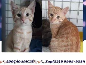 Gato raça SRD idade  nome Gatos Macaé