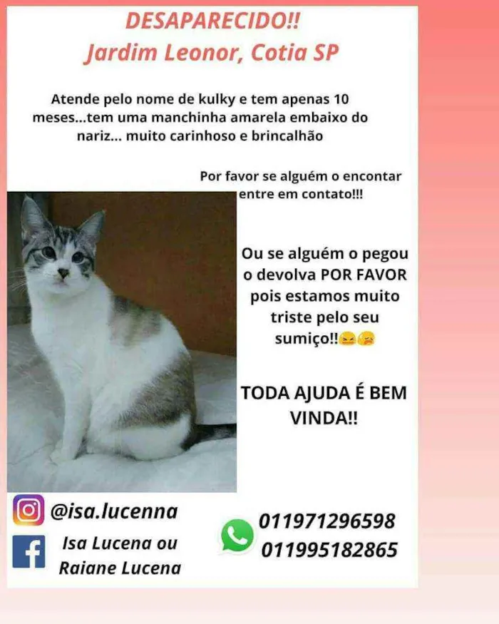 Gato ra a Não tem raça definida idade 7 a 11 meses nome Kulky
