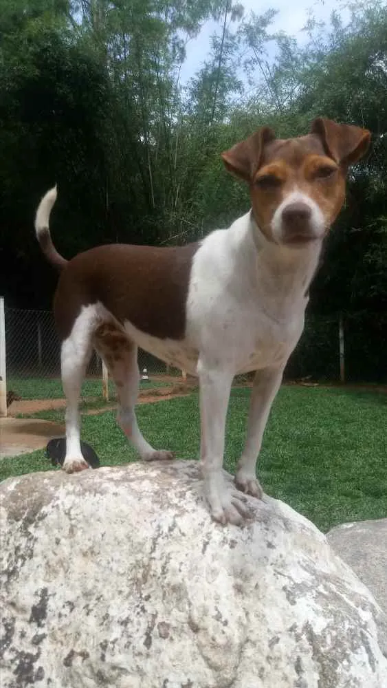 Cachorro ra a Srd idade 3 anos nome Pipoca