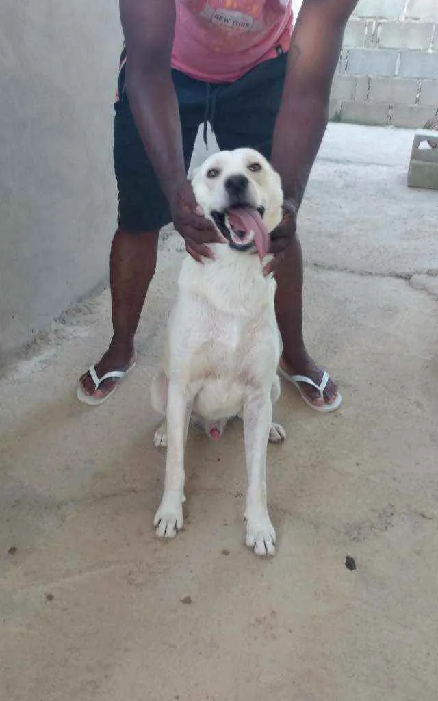 Cachorro ra a Akita com Labrador idade 2 anos nome Fred