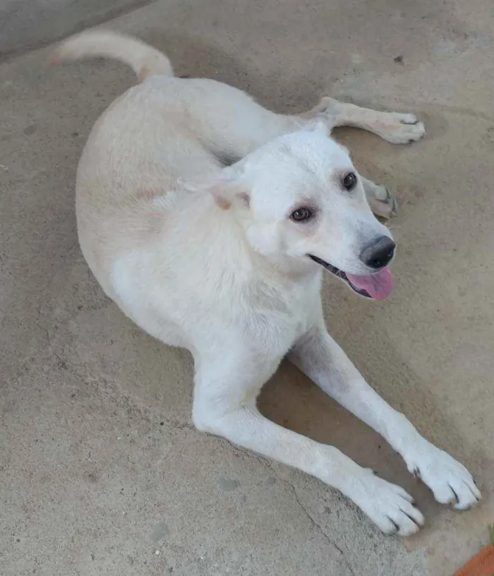 Cachorro ra a Akita com Labrador idade 2 anos nome Fred