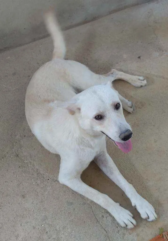 Cachorro ra a Akita com Labrador idade 2 anos nome Fred