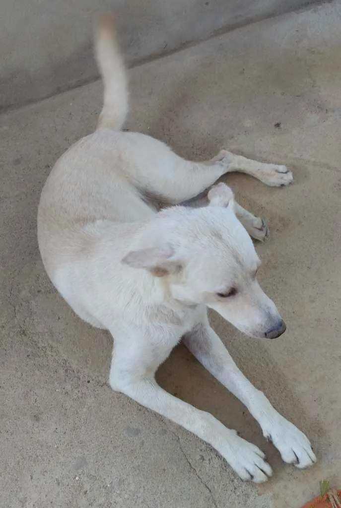 Cachorro ra a Akita com Labrador idade 2 anos nome Fred