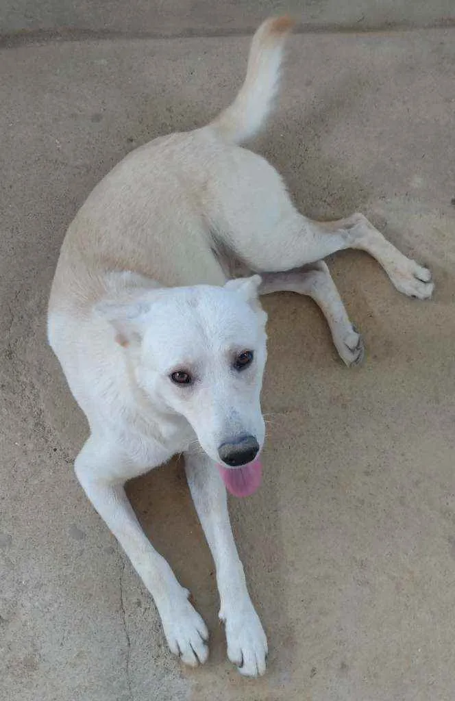 Cachorro ra a Akita com Labrador idade 2 anos nome Fred