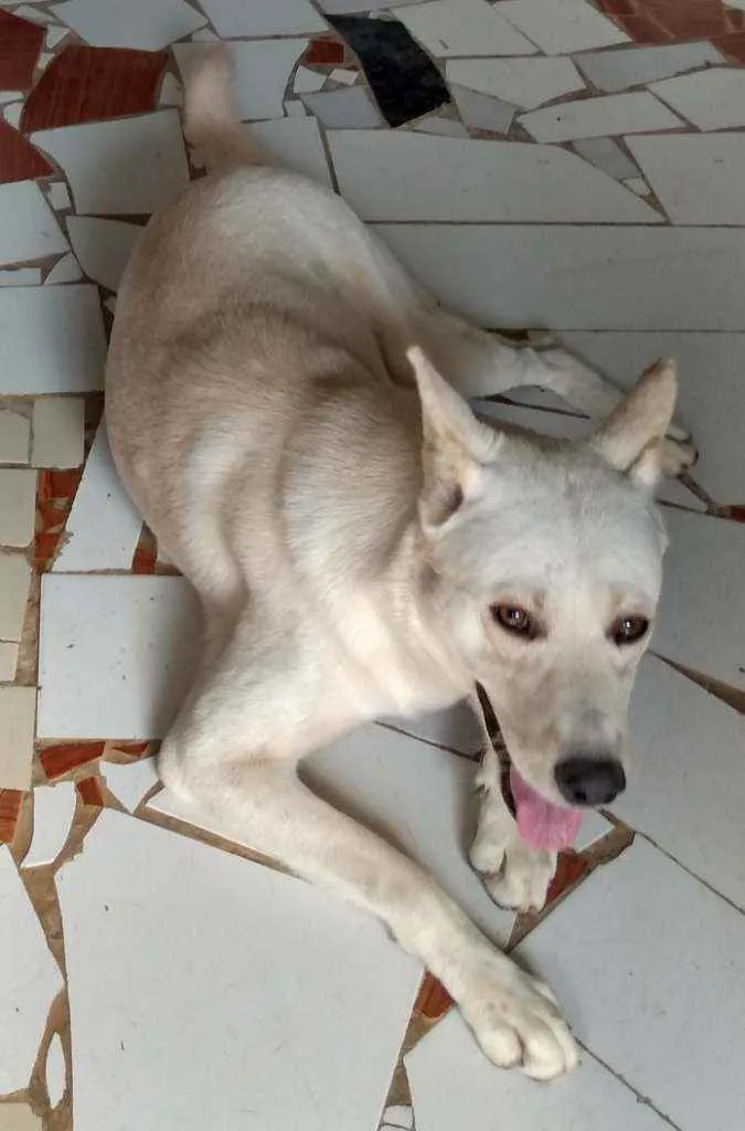 Cachorro ra a Akita com Labrador idade 2 anos nome Fred