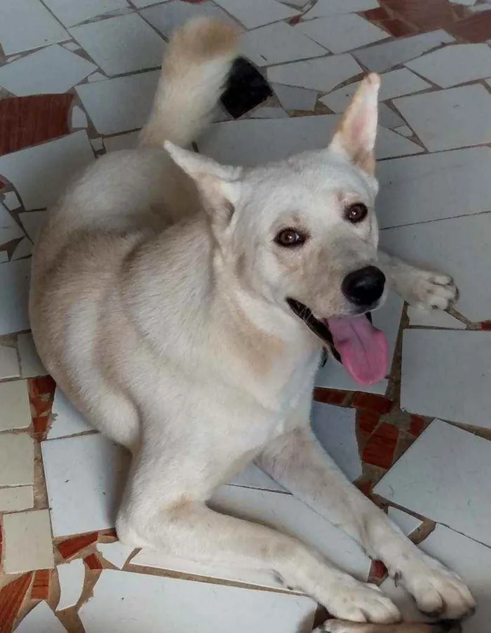 Cachorro ra a Akita com Labrador idade 2 anos nome Fred