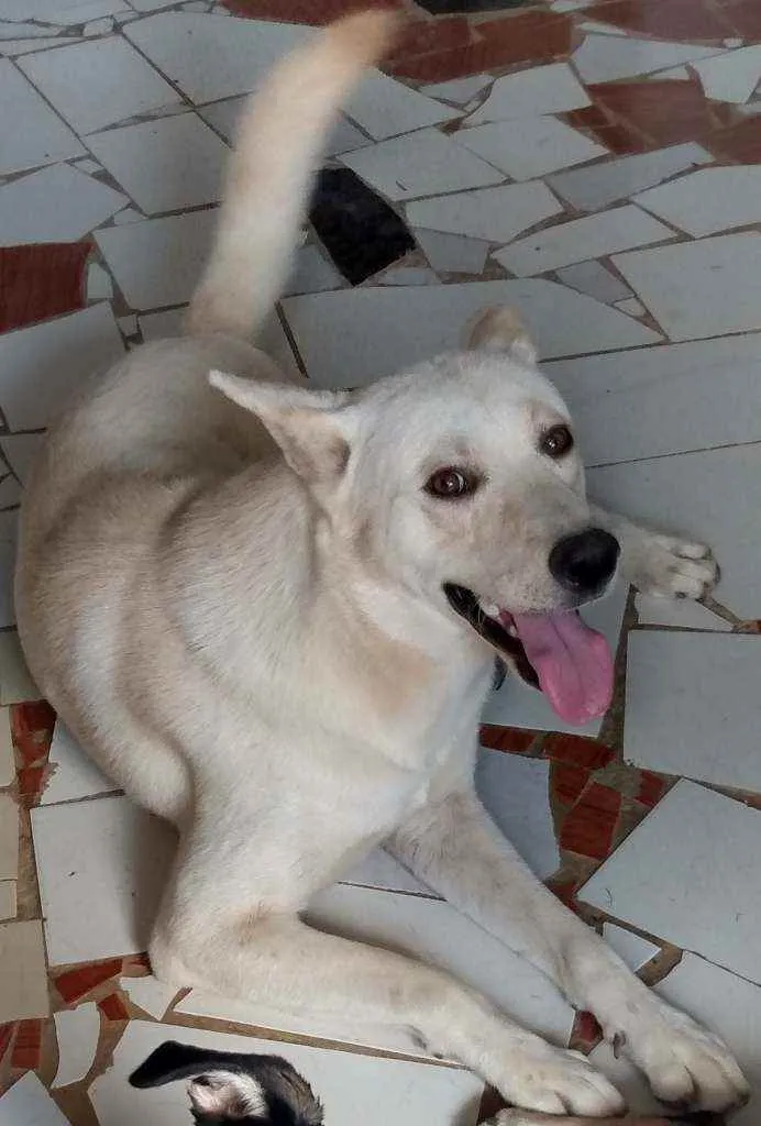 Cachorro ra a Akita com Labrador idade 2 anos nome Fred